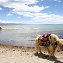 천상의 나무 이미지