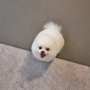 꽃개애견미용 이미지