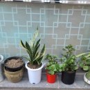 황해떡집 이미지