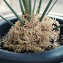 흙사랑 다육식물농원 이미지