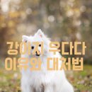 우다다 이미지