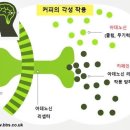 카페인79