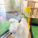 좋은강아지 이미지