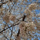 4월5일(화) 안양천, 선유도공원 벚꽃 이미지