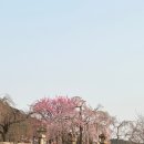 [교토DAY1] 교토2박&amp;오사카1박 교토3인숙소 추천, 3월 말 교토벚꽃 엄마랑 이모랑 가족여행