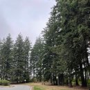 시애틀 | 시애틀 혼여 후기 - Day 4 (밴쿠버)