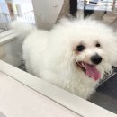 ARTEAM DOG 이미지