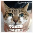 중동우리아이동물병원 이미지