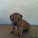 하룻강아지 이미지