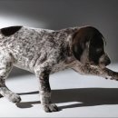 도그스토리 이미지