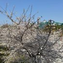 미추홀공원(누각 옆) | [송도 여행] 전통 누각 인화루에서 만난 벚꽃 | 미추홀공원