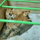 봉촌농장 이미지