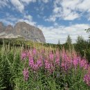 돌로미테 (Dolomites) - 분홍바늘꽃 이미지