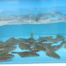 은아네 맛집 이미지