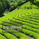 카페푸른초장 | 보성 대한다원 녹차밭 여행 | 입장료, 포토존, 근처 카페까지 직접 다녀온 후기