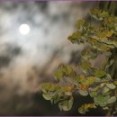 계수나무 이미지