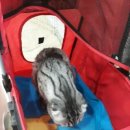 망미동물병원 이미지