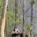 두진슈퍼 | 청두여행 4일차_9.9(청두판다기지/진마파두부/청두에서구채구)