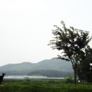 황산흑염소 이미지