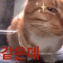 헤어 자마가나 이미지
