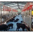 초방리 축사 이미지