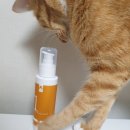 원덴탈 | (내돈내산) 캣디피 고양이 치약 - 캣디피 덴탈 효소 원미닛 치약 후기