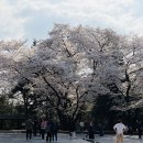 지도 왕벚나무길 이미지