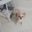 몽개몽개 | 대전 강아지 호텔 추천! <몽개몽개> 🐾❤