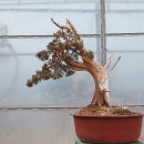 향나무로 이미지