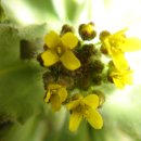 꽃다지 앞 이미지