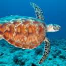 거북호텔 이미지