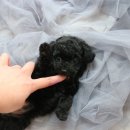 푸들사랑 이미지