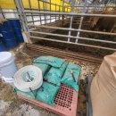 옥천한우농장 이미지