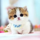 강남고양이분양캣프렌즈 | 먼치킨고양이분양 건강하고 귀여운 묘연 찾을 때 강남고양이분양 캣프렌즈