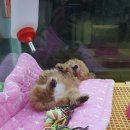 프라임 도그 이미지