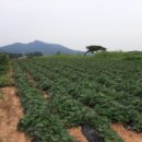 화도면-4 이미지