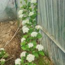 오만가지국수 이미지