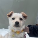 포레스트31 이미지