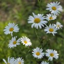 에덴-가 이미지