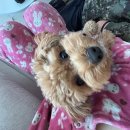 (주)에프에프캠핑카부산센터 | 주간일상(두바이초코소금빵,풀무원시카고피자,다이어트누텔라크레페,쏘쏘사라다,스시이안앤,밀잇...