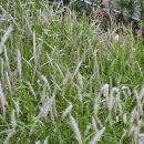 사촌(소공원) 이미지