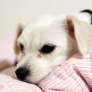 멍멍이집 이미지