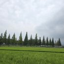 월호평길 이미지