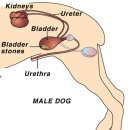 닥터정 동물병원 이미지