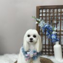 뭉투샵 이미지