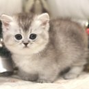 인천고양이분양 도레미캣 이미지