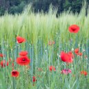 나만의 캘리그래피 이미지