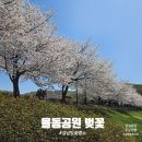 가나세탁소 | 성남 가볼만한곳 벚꽃 명소 율동공원 벚꽃 현 상황(4월7일) 근처 카페추천