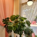 Cafe Monstera(카페 몬스테라)