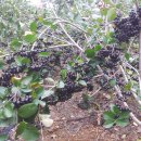 한구농장 이미지